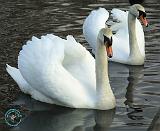 Mute Swan 9R005D-091